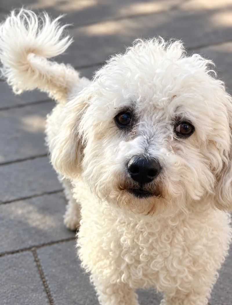 An adult small-sized male White / Cream Miniature Poodle dog named Orange crush for adoption in Longmont, CO