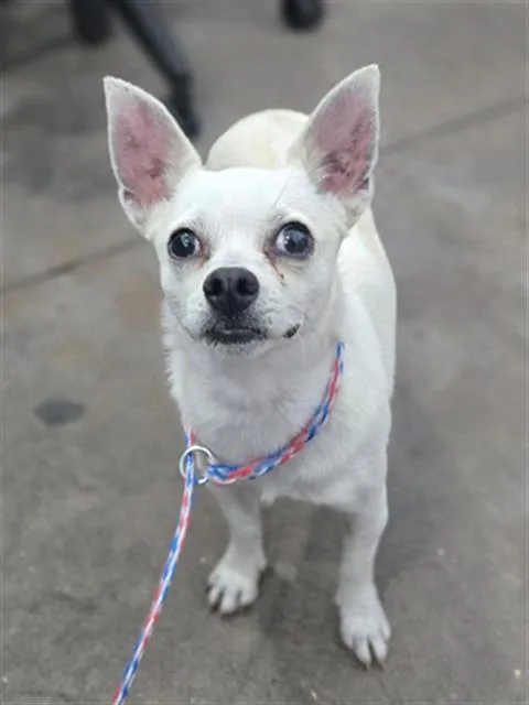 A young small-sized female Mixed Breed dog named Paloma for adoption in Dallas, TX
