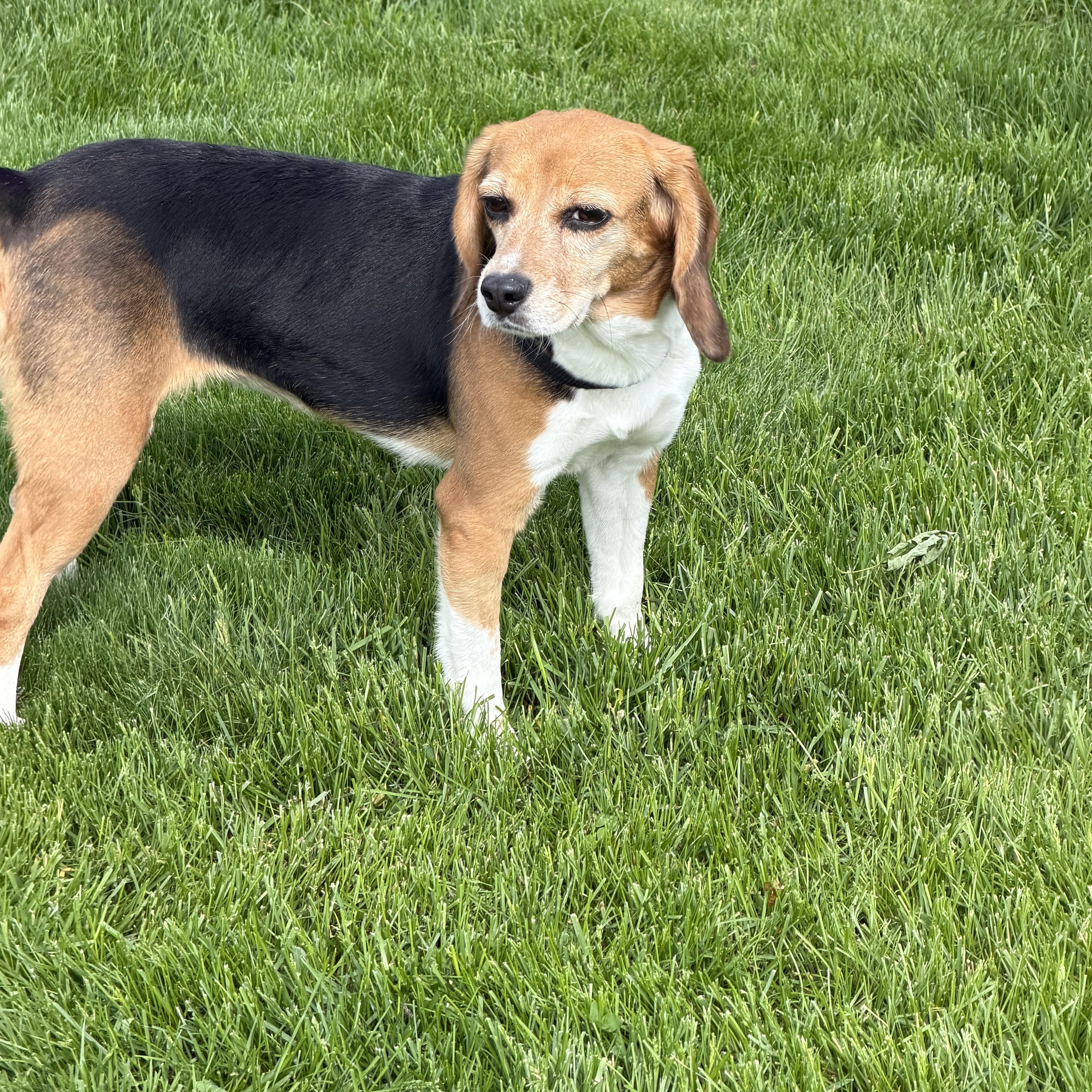 An adult small-sized female Tricolor (Brown, Black, & White) Beagle dog named Ducky for adoption in Grayslake, IL