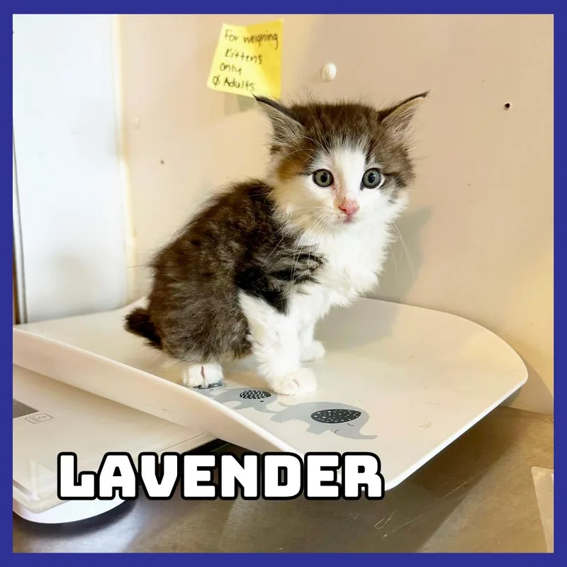Lavender