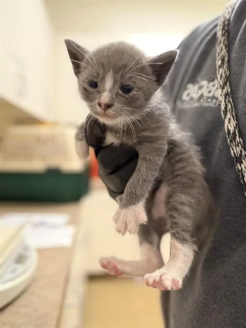 A baby small-sized male Domestic Short Hair cat named Dapper Tom for adoption in Santa Maria, CA