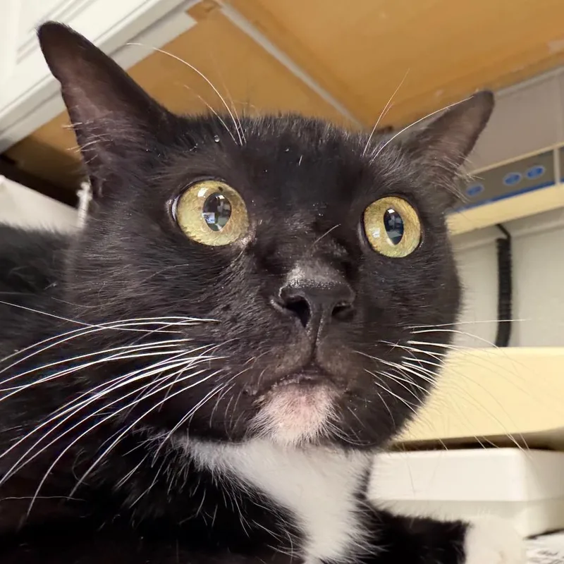 An adult large-sized female Black Domestic Short Hair cat named DelilahBitty for adoption in Greenville, SC