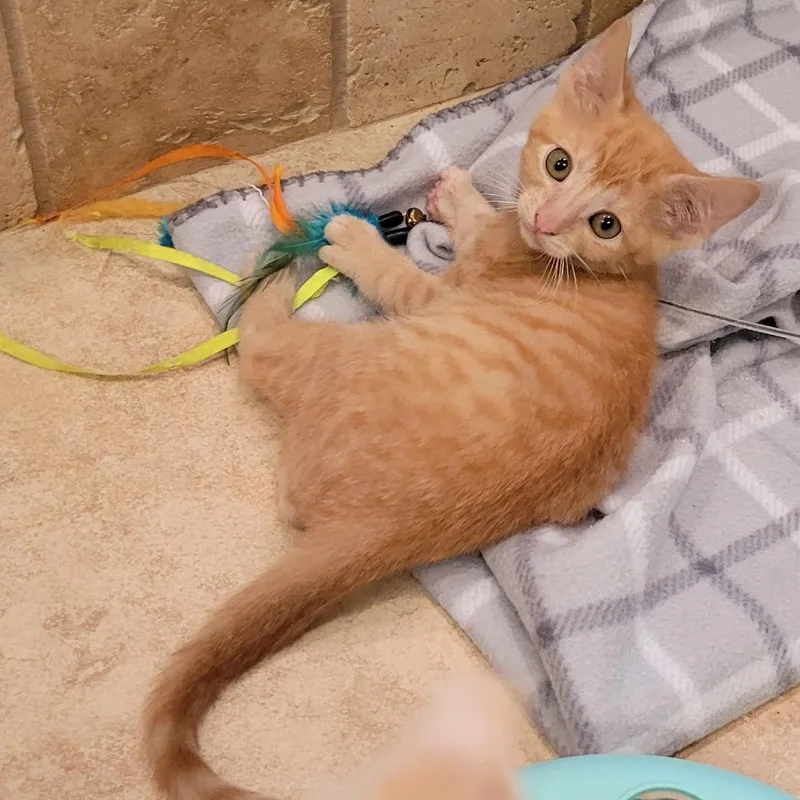 A baby small-sized male Orange / Red Domestic Short Hair cat named Archie for adoption in HERNANDO, MS