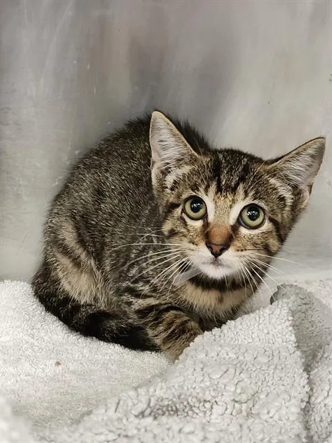 A baby small-sized female Domestic Short Hair cat named Mary K for adoption in Houston, TX