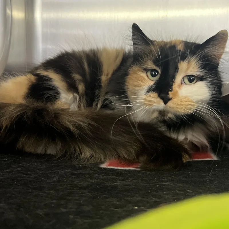 Krispy Kreme thumbnail 2