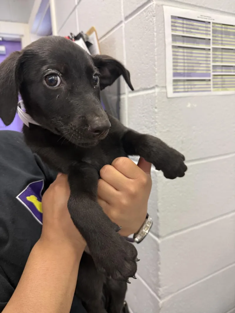 A baby small-sized male Labrador Retriever dog named Orlando for adoption in Houston, TX