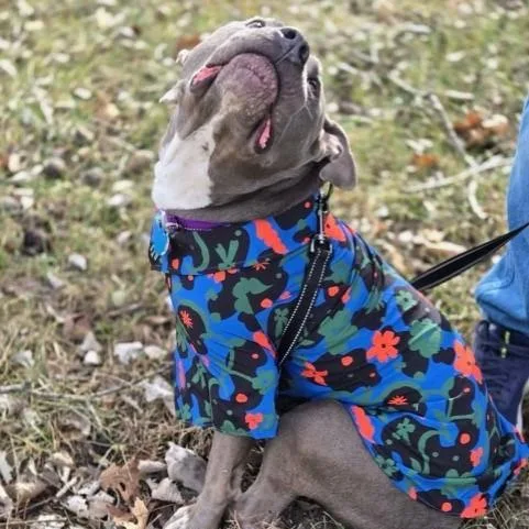 An adult large-sized male Gray / Blue / Silver Pit Bull Terrier dog named Tyke for adoption in Kansas City, MO