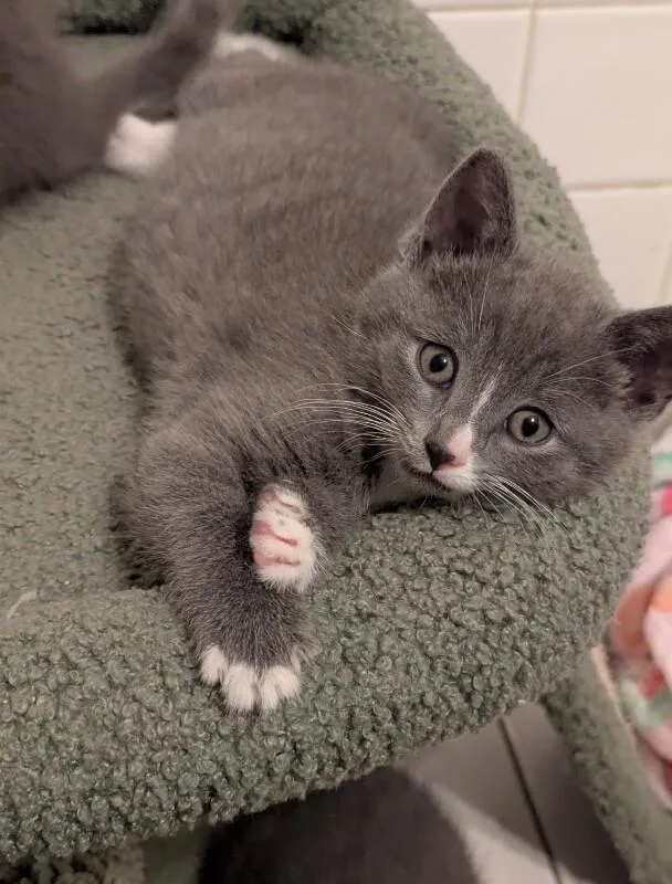 Blueberry