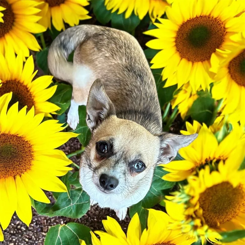Bella