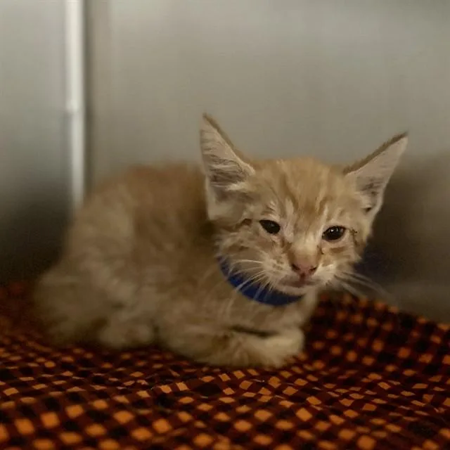 A baby small-sized male Domestic Short Hair cat named Slinkie for adoption in Riverside, CA