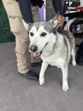 An adult large-sized female Siberian Husky dog named 61695307 for adoption in El Paso, TX