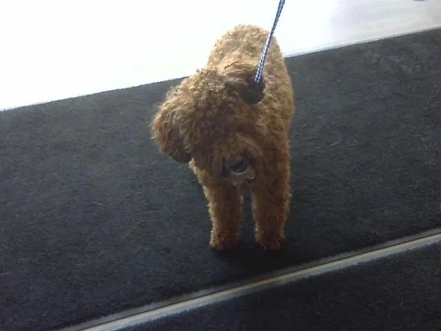 A young small-sized male Poodle dog named Karo for adoption in Toledo, OH
