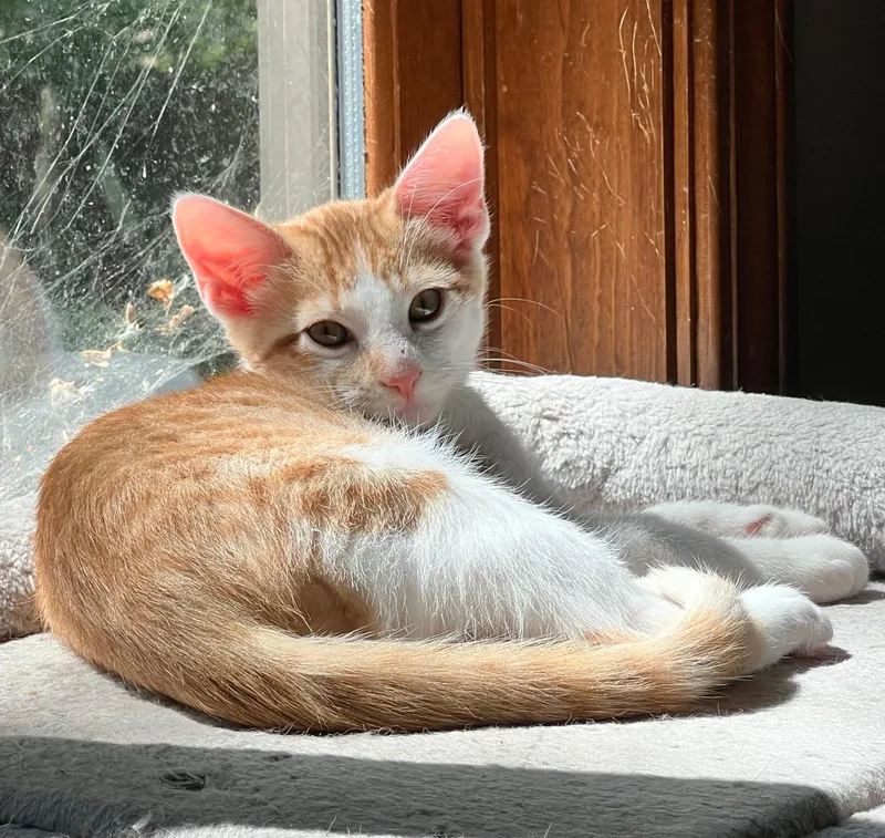 A baby medium-sized male Orange & White Domestic Short Hair cat named Forest for adoption in Lenexa, KS