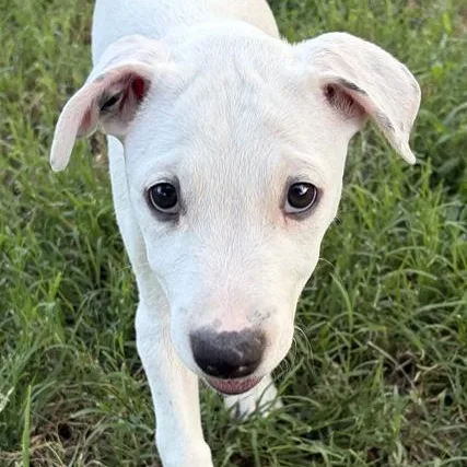 A baby medium-sized male White / Cream Pit Bull Terrier dog named Ben for adoption in Oklahoma City, OK