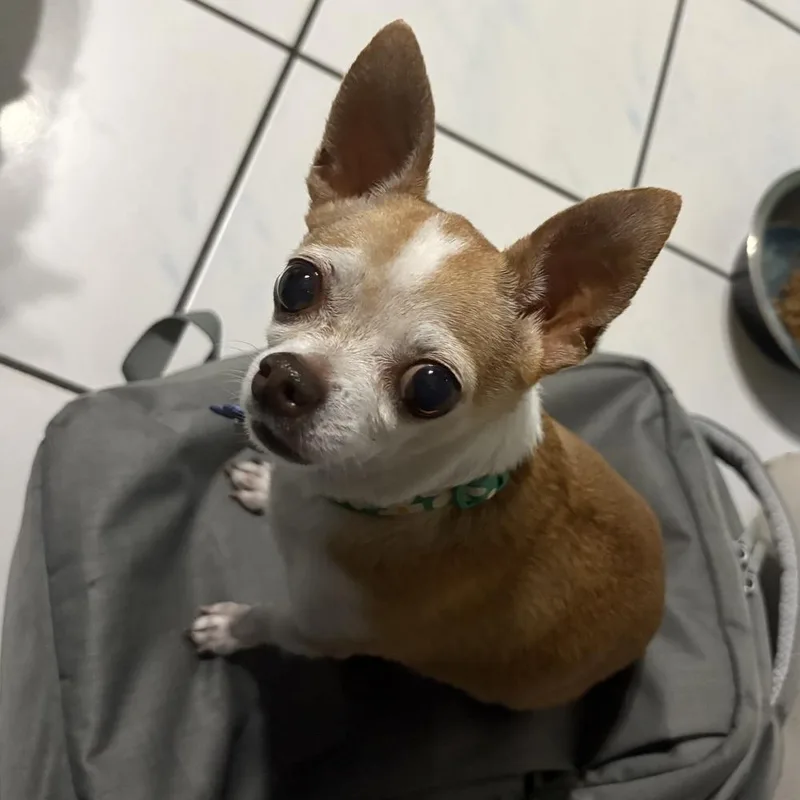 A senior small-sized female Chihuahua dog named Bella for adoption in Orlando, FL