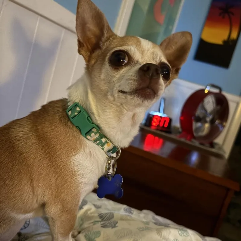 Bella thumbnail 3