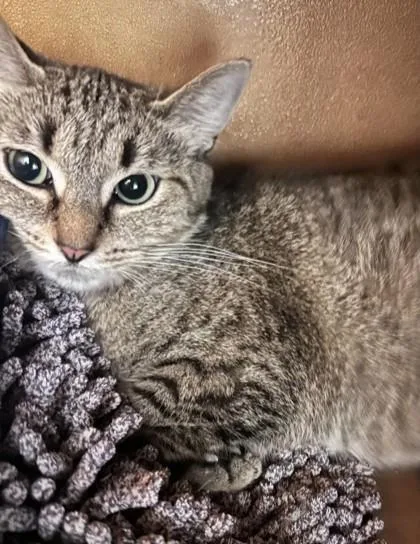 An adult small-sized female Domestic Short Hair cat named Zia for adoption in Phoenix, AZ