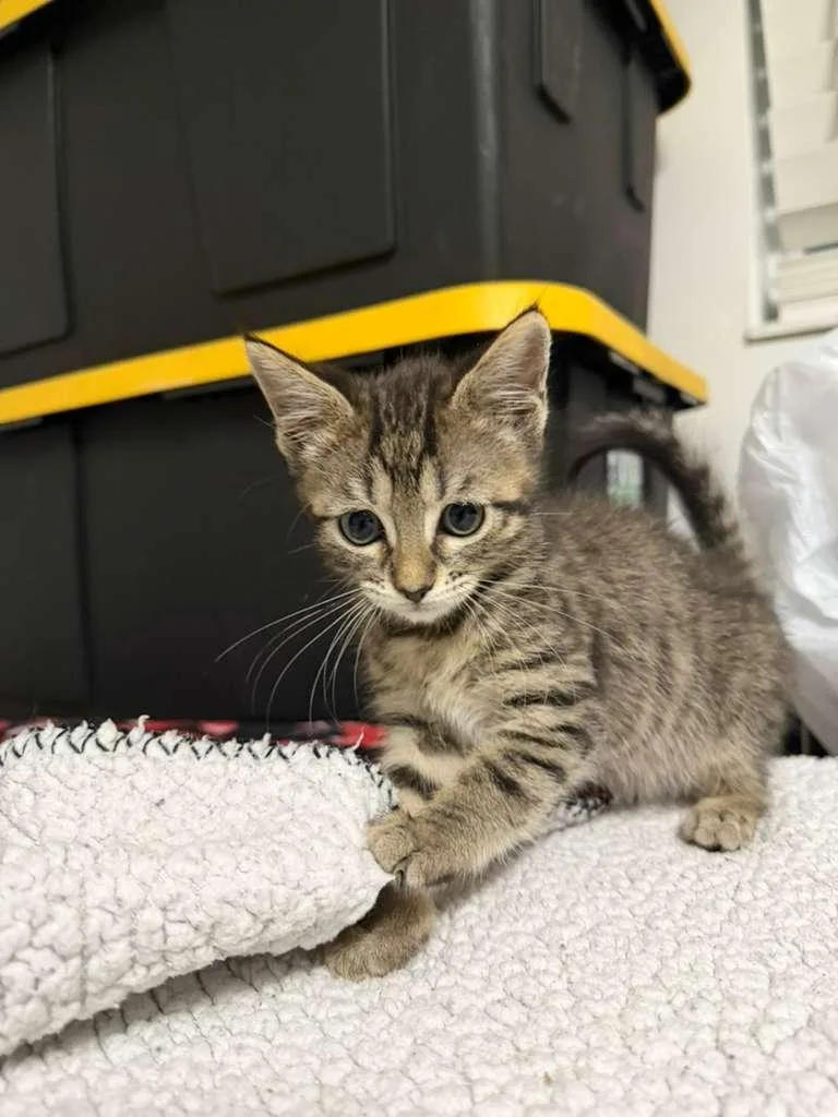 A baby medium-sized male Tabby (Brown / Chocolate) Domestic Short Hair cat named Rune for adoption in Sunrise, FL