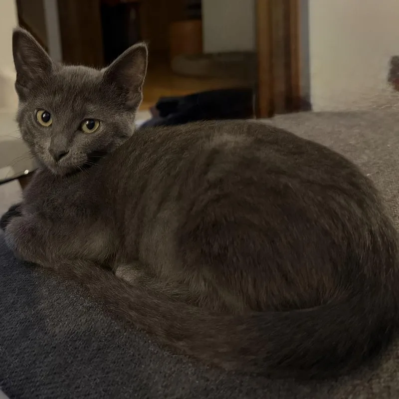 Miso thumbnail 2