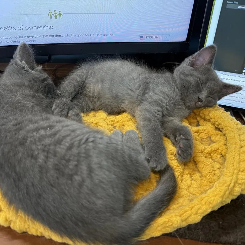 Miso thumbnail 3