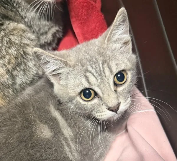 A baby medium-sized female Domestic Short Hair cat named Chambord for adoption in Escondido, CA