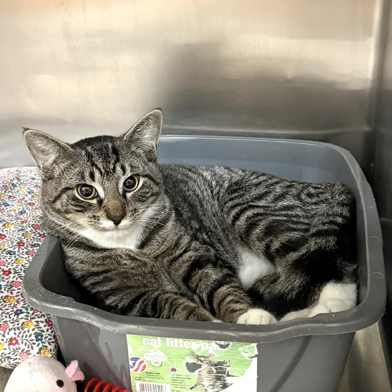 A young medium-sized female Tabby (Brown / Chocolate) Domestic Short Hair cat named Lemon Drop for adoption in Wantagh, NY