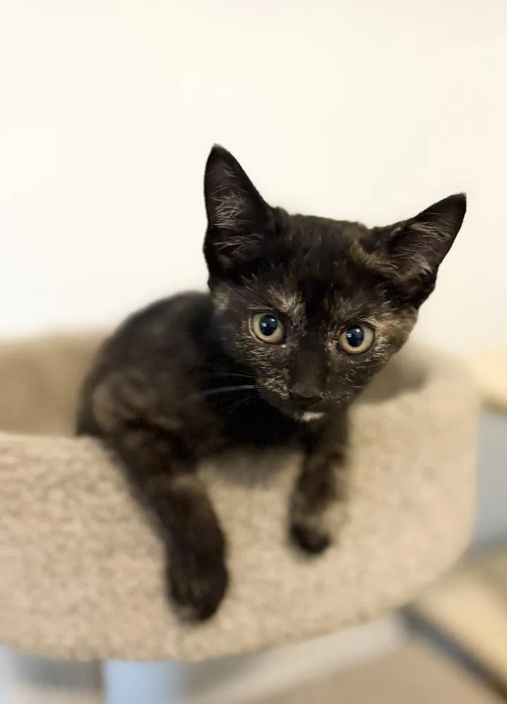 A baby small-sized female Domestic Short Hair cat named Kylie for adoption in Rochester, IN