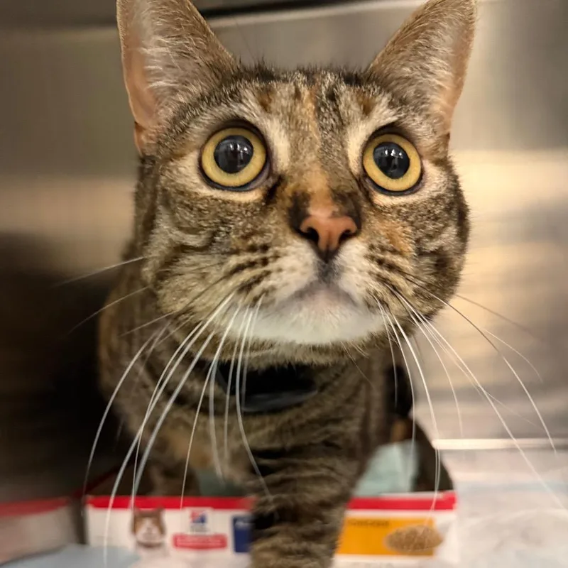 An adult extra large-sized female Torbie Domestic Short Hair cat named Estella for adoption in Westminster, CA