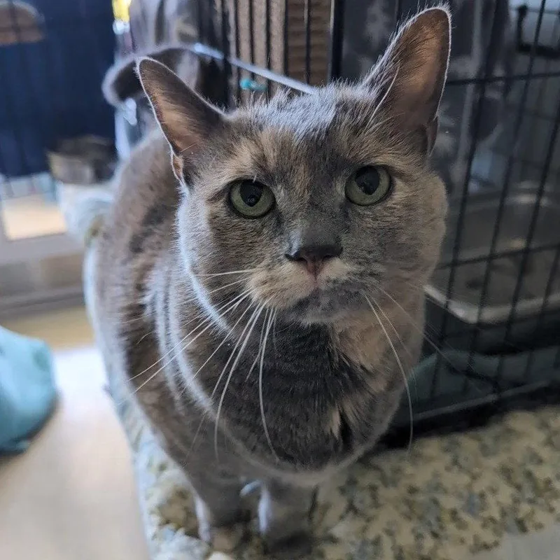 A senior medium-sized female Domestic Short Hair cat named Mable for adoption in New Castle, DE