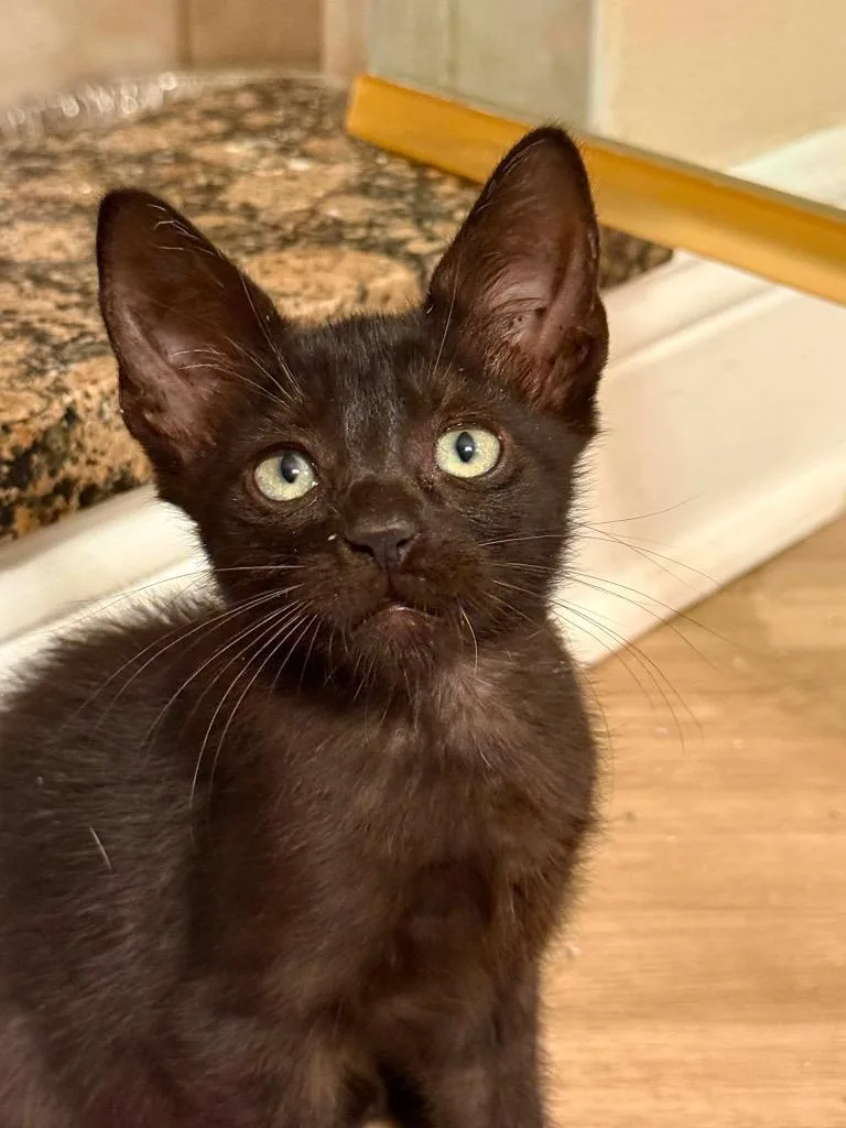 A baby small-sized male Domestic Short Hair cat named Tito for adoption in Orlando, FL