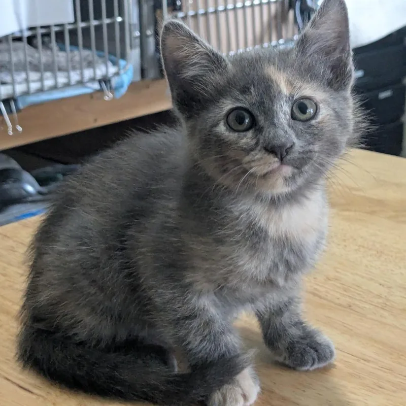 A baby small-sized female Tortoiseshell Domestic Short Hair cat named Sweet Pea for adoption in San Antonio, TX