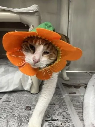 An adult small-sized female Domestic Short Hair cat named Cheesecake for adoption in Largo, FL