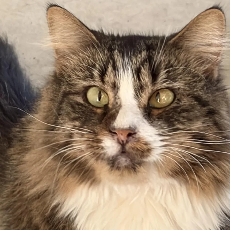 An adult small-sized male Brown / Chocolate Domestic Medium Hair cat named Hercules for adoption in Hemet, CA
