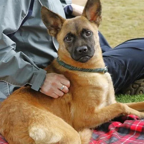 A baby medium-sized female Yellow / Tan / Blond / Fawn Mixed Breed dog named Mikasa for adoption in Hopkinton, MA
