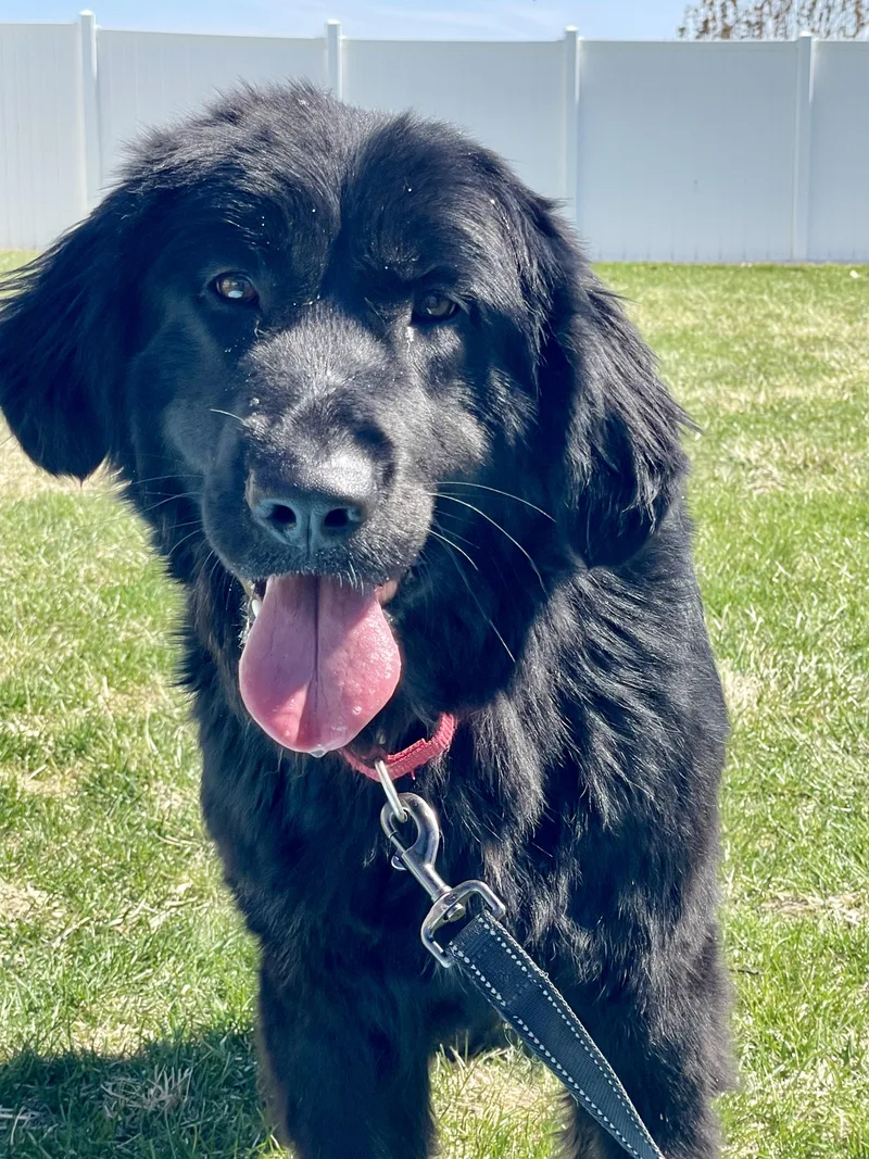 A young large-sized female Black Newfoundland Dog dog named Journey for adoption in Lacon, IL