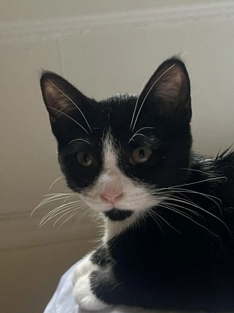 A baby medium-sized female Black & White / Tuxedo Domestic Short Hair cat named Uma for adoption in St. Helens, OR