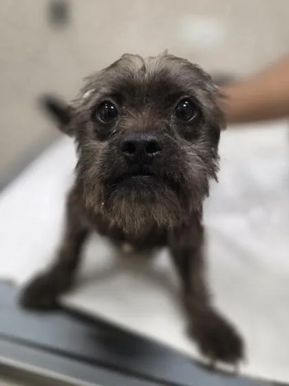A young small-sized female Terrier dog named Buffy for adoption in Honolulu, HI