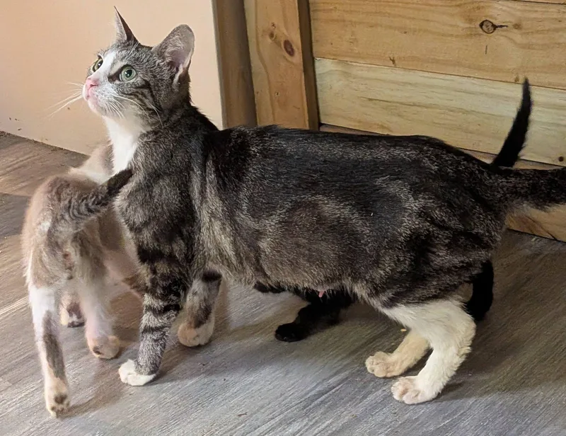 A baby small-sized female Domestic Short Hair cat named Blond for adoption in Clarksville, TN