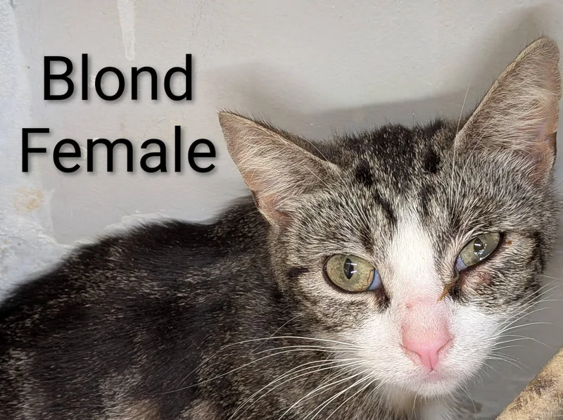 Blond thumbnail 3