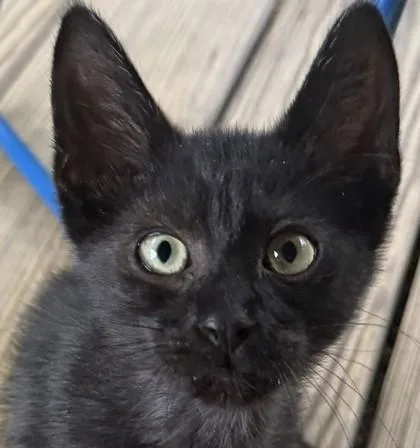 A baby small-sized female Domestic Short Hair cat named Denise for adoption in Verona, WI