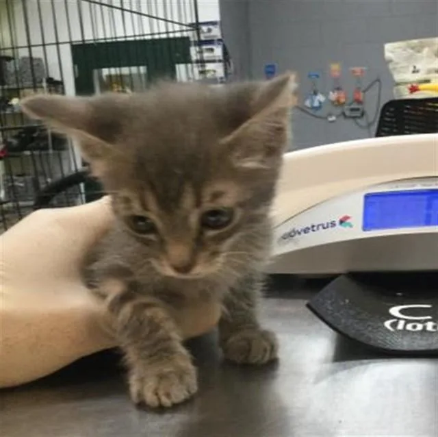 A baby small-sized female Domestic Short Hair cat named Babe Ruth for adoption in Thousand Palms, CA