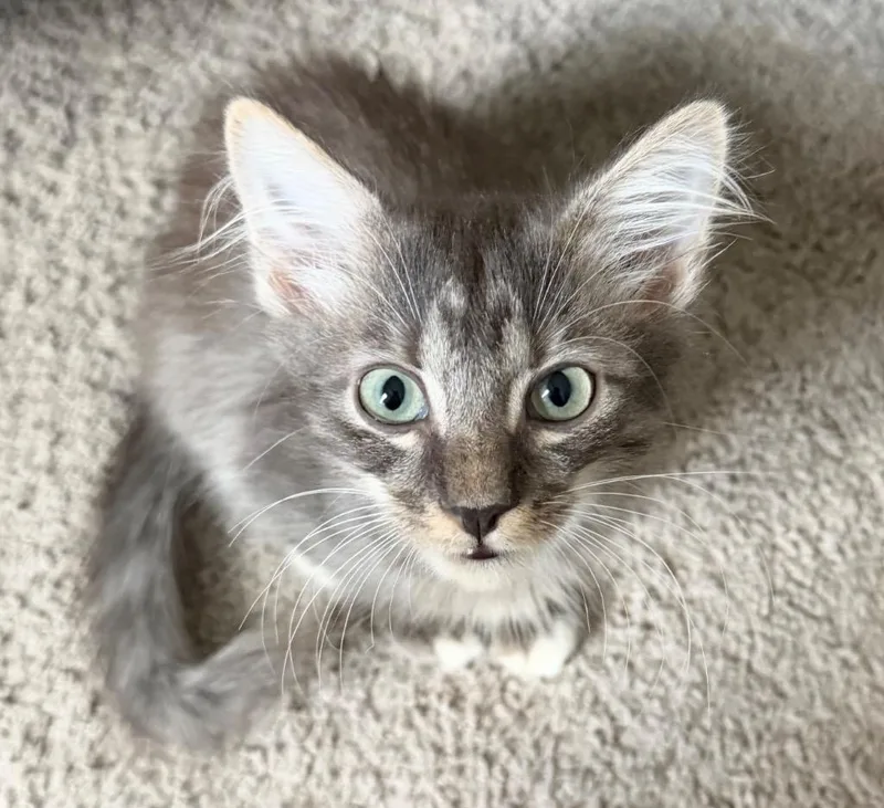 A baby small-sized male Domestic Medium Hair cat named Charlie Brown for adoption in Darien, GA