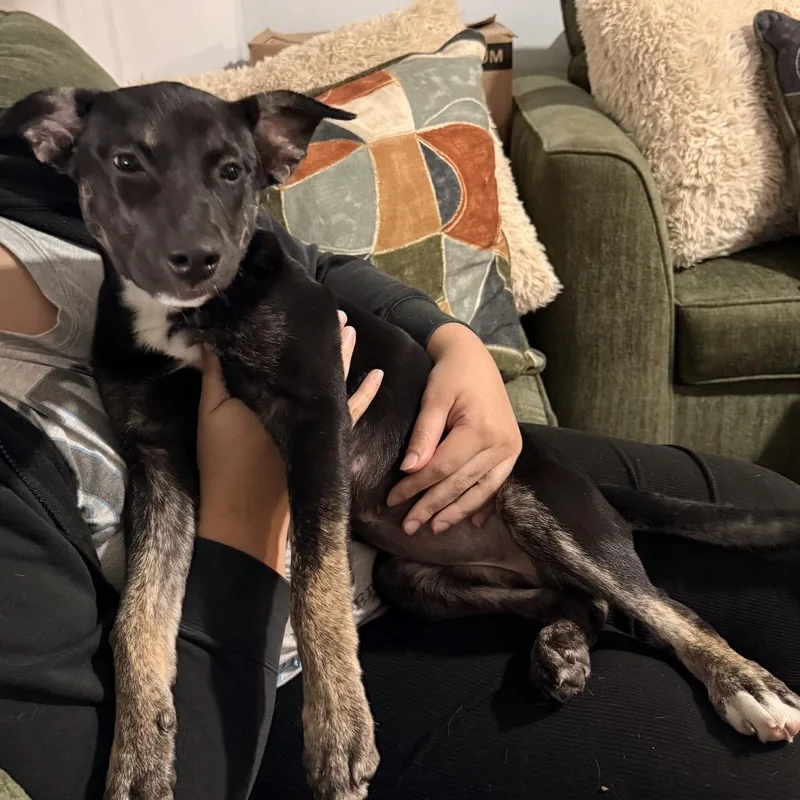 A baby small-sized female Black Mixed Breed dog named Athena for adoption in Scituate, MA