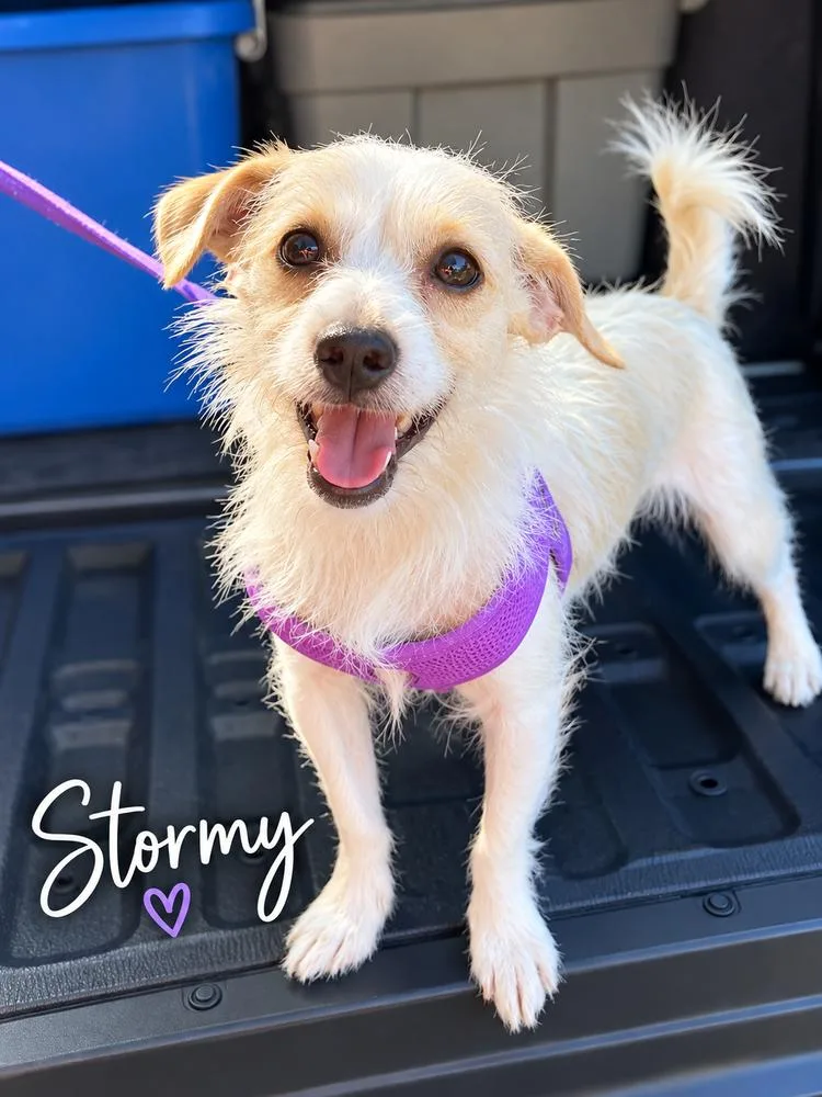 A baby small-sized female Chihuahua dog named Stormy for adoption in Fern Park, FL