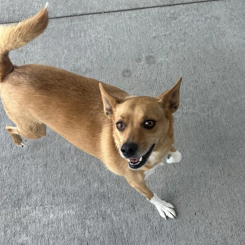 An adult small-sized male Yellow / Tan / Blond / Fawn Fox Terrier dog named Macho Man for adoption in Emporia, KS
