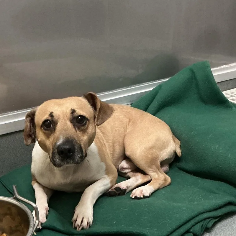 An adult medium-sized male Yellow / Tan / Blond / Fawn Terrier dog named Ace for adoption in Elizabeth City, NC