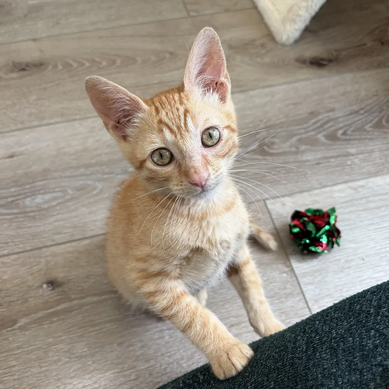 A baby large-sized male Tabby (Orange / Red) Domestic Short Hair cat named Pickle for adoption in Wilton, CA
