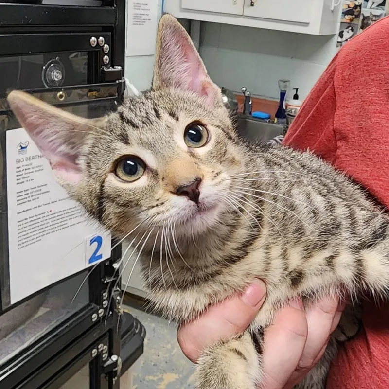 A baby small-sized male Brown / Chocolate Domestic Short Hair cat named Robin for adoption in Columbus, NC