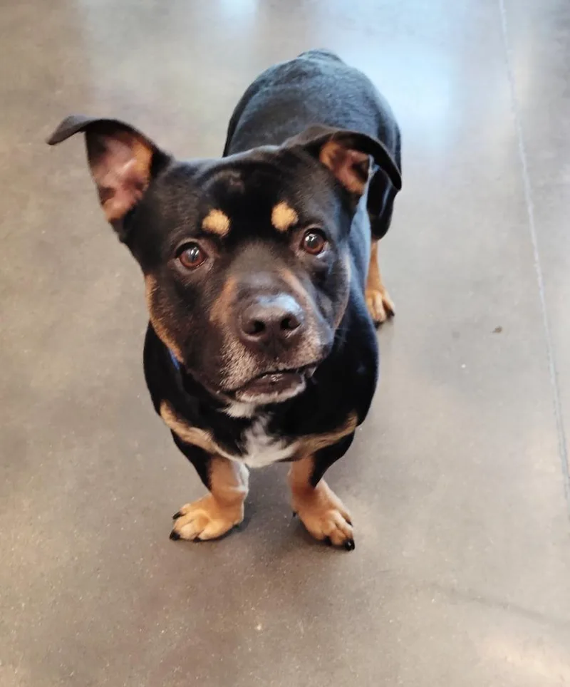 A young medium-sized male Mixed Breed dog named Chopper for adoption in Clarksville, TN