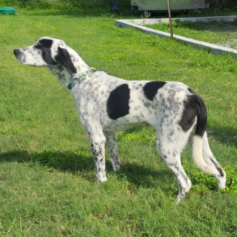 An adult medium-sized female Black German Shorthaired Pointer dog named Marley Mae for adoption in CORPUS CHRISTI, TX